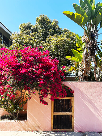 Pink stucco architectural wall with palms and bougainvillea in Los Feliz—streetscape view of historic home design in LA.