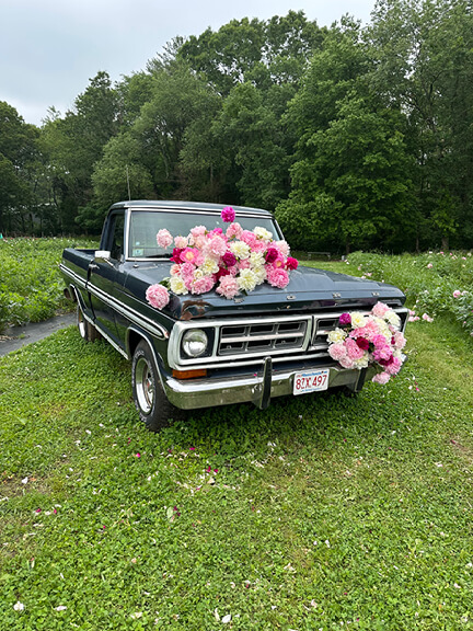 Vintage truck parked at a blooming peony farm in Norwell, Massachusetts.