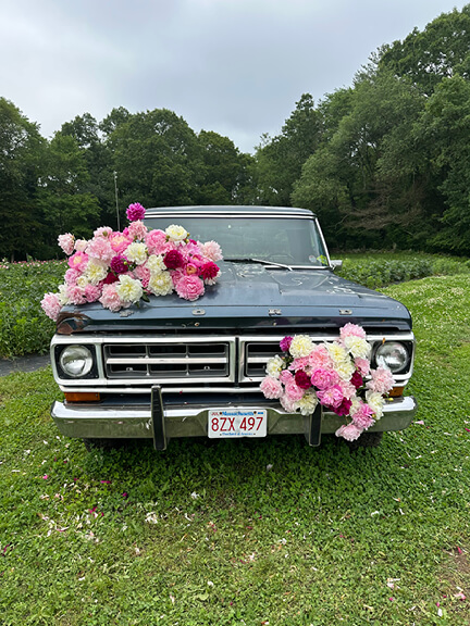 Vintage truck in peony fields at a Norwell farm during spring bloom.