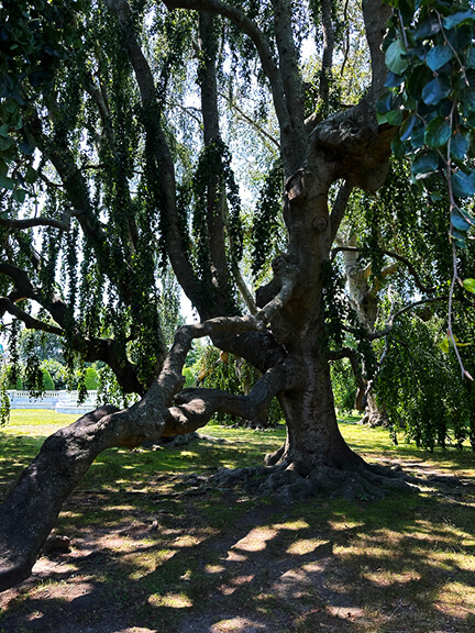 Weeping beech tree view from underneath, showing massive trunks growing into and out of the ground together.