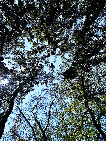 Looking up through the branches of the weeping beech tree, a dramatic grouping of old trees reaching toward the sky.