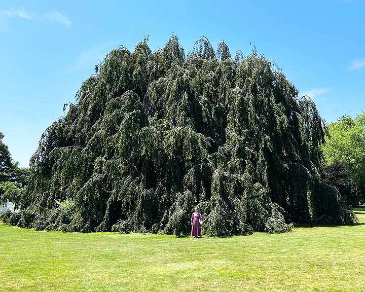 Weeping beech tree, an enormous landscape feature at the Rhode Island estate and filming location for The Gilded Age.