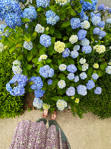 Blue and green hydrangeas blooming outside a New England home on a summer design tour in Bristol, Rhode Island