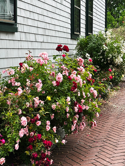 Garden roses beside herringbone driveway at New England colonial home in Bristol, by New England historic home designer