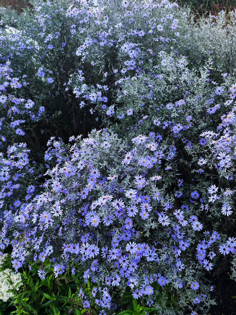 Historic English Estate Design highlighted by aromatic aster with purple flowers blooming in the countryside gardens at Cliveden House.
