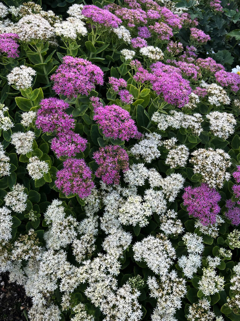 Autumn stonecrop flowers blooming in a historic English country garden at Cliveden House, surrounded by textured foliage and stone edging.