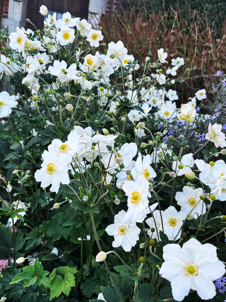 Historic English Estate Design highlighted by grape leaf anemones blooming in the countryside gardens at Cliveden House.