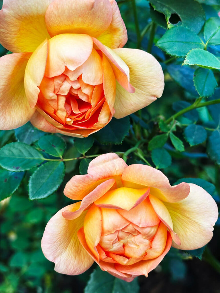 Historic English Estate Design showcased through peach China roses blooming in the classic English gardens at Cliveden House.