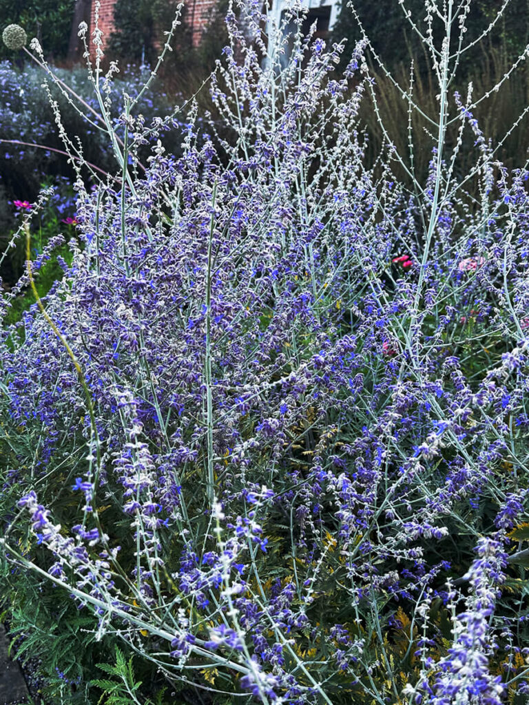 Historic English Estate Design highlighted by Russian sage flowers blooming in the gardens at Cliveden House in Buckinghamshire.