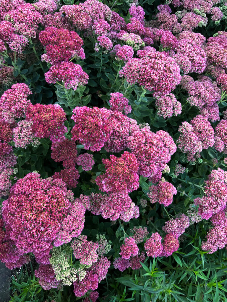 Showy stonecrop in full autumn bloom within an English garden, surrounded by hedges and late-season plantings at a country estate.