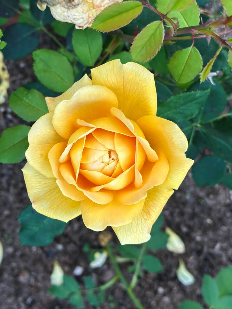 Yellow China rose blooms in the formal garden of a historic English estate, surrounded by stone walls and clipped hedges.