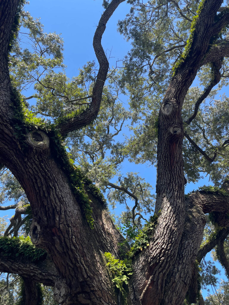 A grand oak tree in St. Augustine, Florida, with sprawling branches draped in Spanish moss.