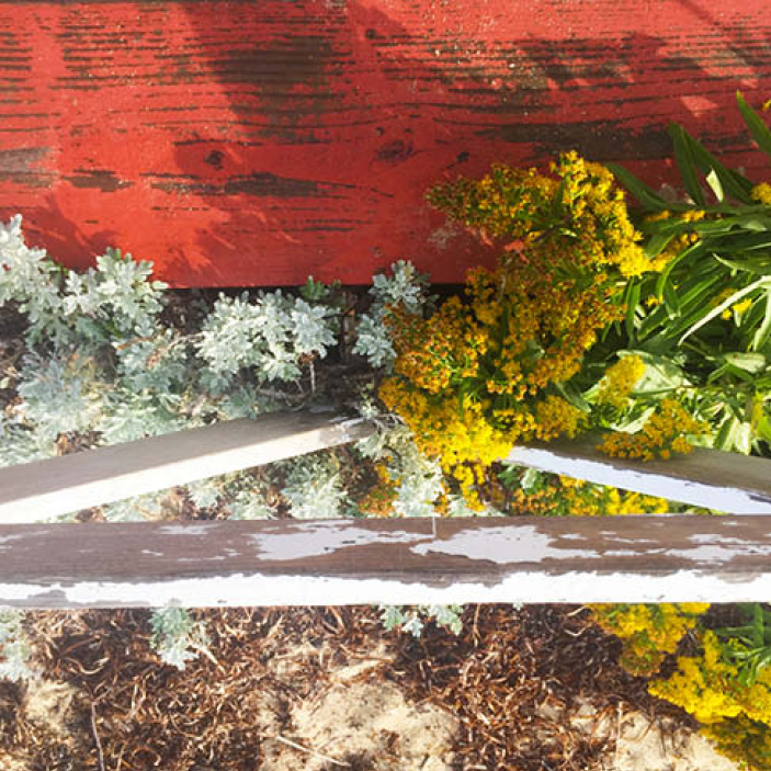 Weathered Nantucket red wooden deck with bright yellow and white flora and fauna, perfect for Boston Interior Design Inspiration.