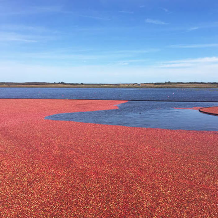 Inspiration from New England travel—cranberry bog and ocean blues on Nantucket, captured in a photo by Sarah Scales.