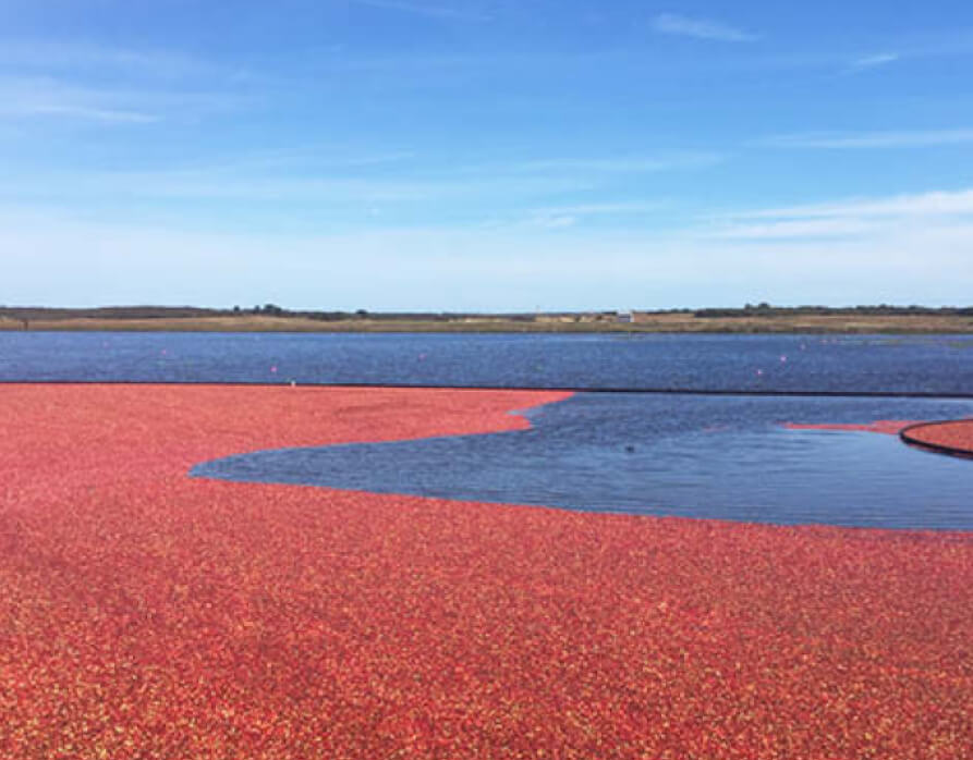 Cranberry bog red and navy ocean blue—New England design inspiration for Boston interior designers.