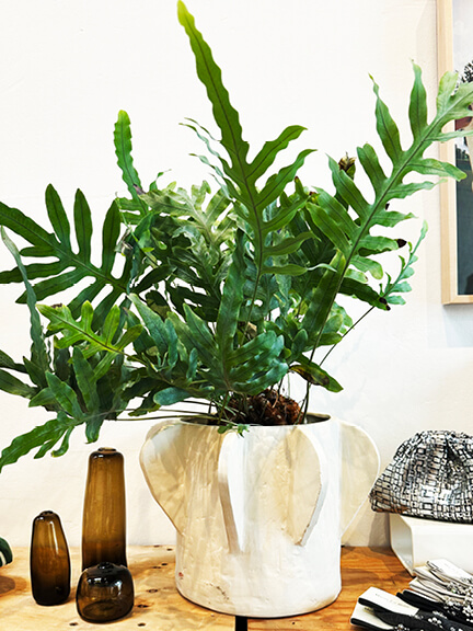 Indoor Plant Styling Tips with blue star fern in white ceramic vase at Jenna Cooper showroom