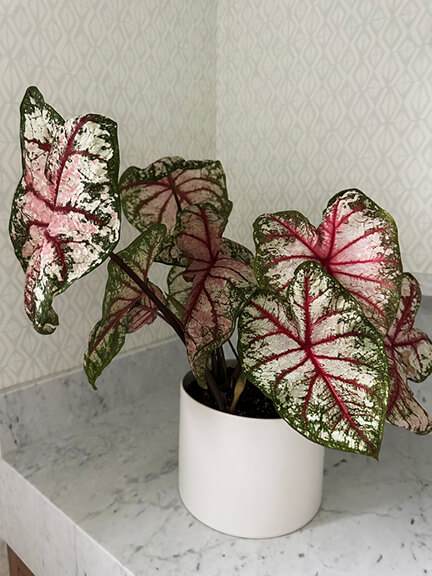 Indoor Plant Styling Tips with Heart of Jesus Caladium, featuring bold pink, red, and green leaves in a New England home