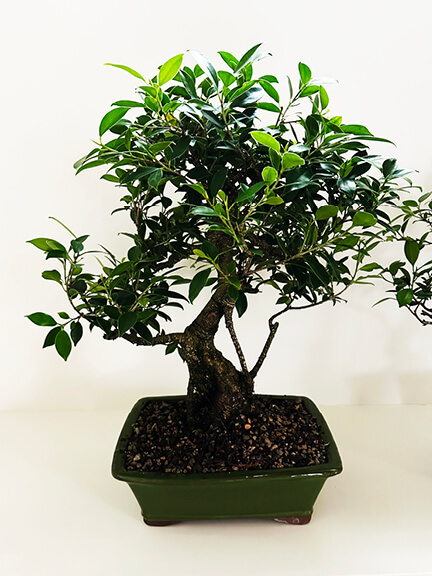 Goldegate ficus tree styled by a Hingham interior designer in a South Shore Massachusetts home with classic architectural details
