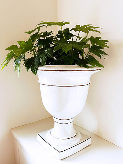 indoor-house-plant-ideas-new-england-japanese-fatsia