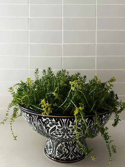 Needle stonecrop styled by a Hingham interior designer in a New England home, displayed in a sunny window with seasonal flowering after winter