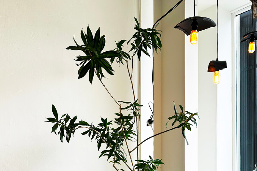Indoor Plant Styling Tips featuring a Song of India plant in a design showroom, used as the main photo for a Boston interior designer’s blog