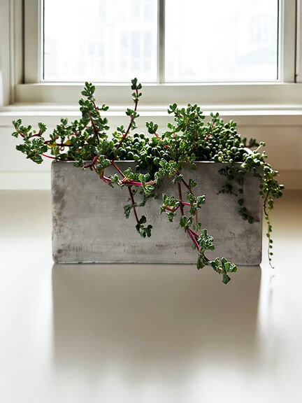 String of pearls and pink ice succulents in a custom concrete planter, styled by Hingham interior designers in a South Shore Boston new home