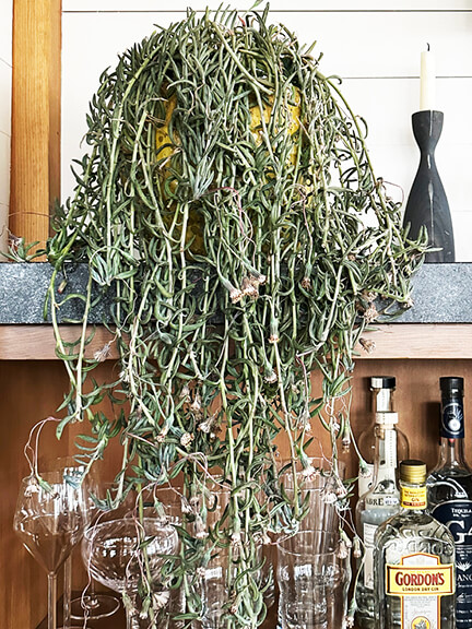 Indoor Plant Styling Tips featuring blue chalksticks succulents in a New England new construction home by a South Shore interior designer