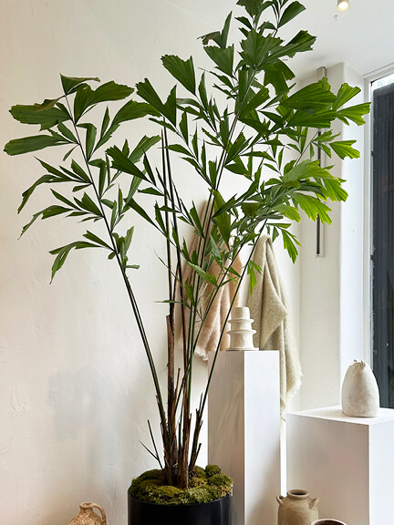 Burmese fishtail palm on display at Jenna Cooper’s retail showroom in Los Angeles, styled with intentional layered greenery