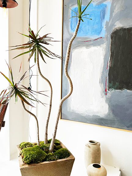 la-design-showroom-dragon-tree-plants