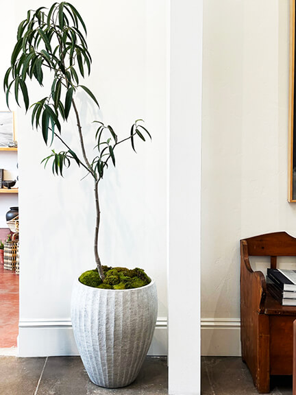 Oleander plant styled in a Los Angeles showroom, shared by Boston interior decorators as an example of bold indoor greenery and display ideas