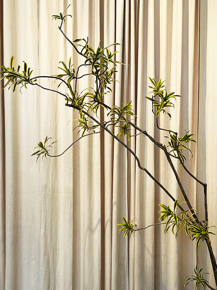 Indoor Plant Styling Tips featuring a Song of India tree in front of off-white drapery panels at a lush LA showroom, shared by Boston decorators