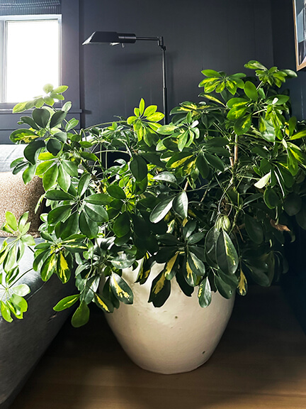 Dwarf umbrella plant in a white planter, styled in a new construction beach house on Boston’s South Shore with a navy blue den in view