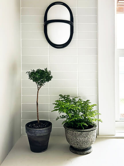 Indoor Plant Styling Tips featuring a myrtle topiary styled by South Shore interior designers in a modern New England home with natural light