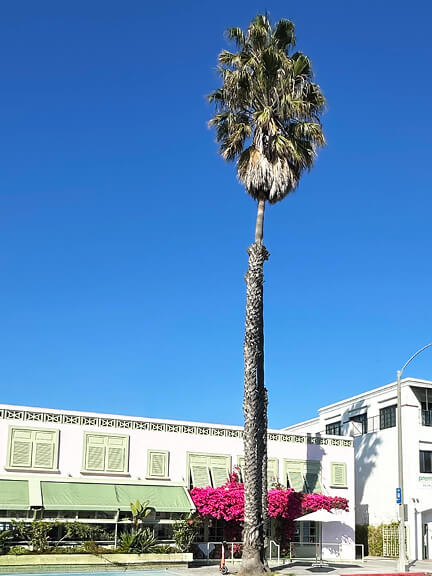 A pink stucco building in Los Angeles with green shutters, lush landscaping, a palm tree, and vibrant magenta bougainvillea.