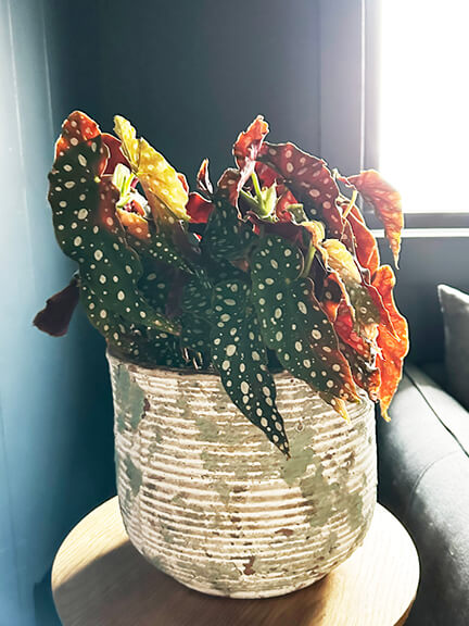 offering bold foliage and graphic interest for interiors
