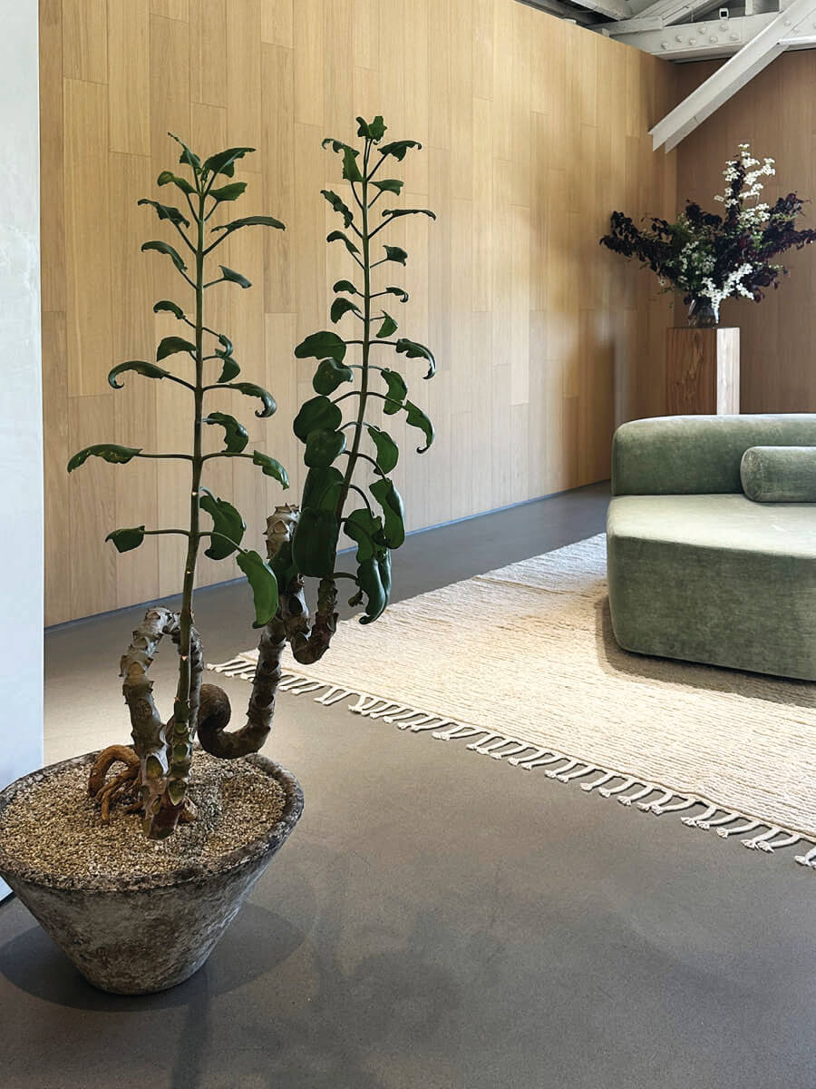 Sculptural plant and modern furniture in LA interior design showrooms by Armadillo.