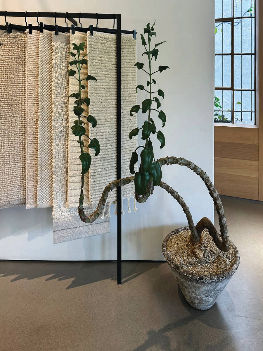 Sculptural indoor plant and simple wood stand at Armadillo showroom, modern greenery in minimalist space.